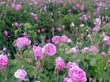 شروع برداشت گل محمدی در شهرستان سربیشه