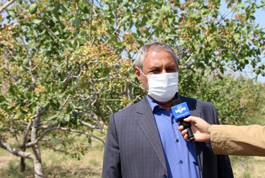 برداشت 81 تن پسته از باغات پسته یامچی شهرستان مرند