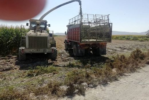 پیش بینی تولید 300 هزارتن ذرت علوفه ای در کوار 