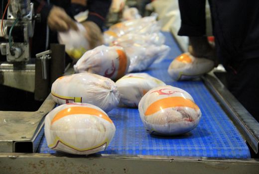 کشتار مرغ روزانه در چهارمحال و بختیاری بیش از نیاز استان است