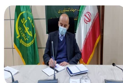 کشت کلزا در لرستان ۲ برابر می‌شود/ مزایای کشت محصول کلزا