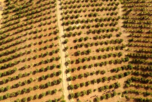 نهالستان مدرن کبیری سامان /فیلم 