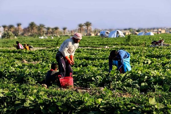 سرمایه گذاری 250میلیارد ریالی بخش خصوصی در کشاورزی چهارمحال وبختیاری 