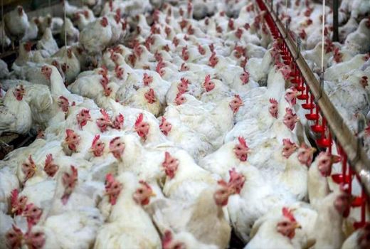 کشتار ۴۸۰ تن مرغ در استان اصفهان