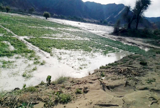 سیلاب 613 میلیارد تومان به بخش کشاورزی سیستان و بلوچستان خسارت زد