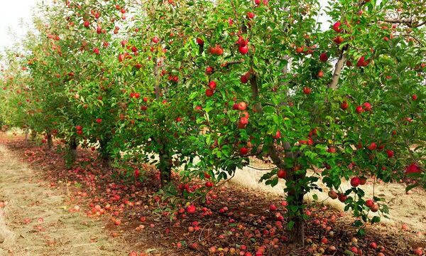 تولید محصولات باغی کشور در سال ۱۴۰۴ به ۱۳.۵ میلیون تن رسید