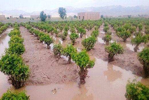 خسارت ۲۳۸ میلیارد تومانی به کشاورزان سیل زده کالپوش