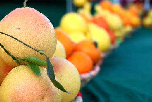 پیش‌بینی برداشت 73 هزار تن مرکبات از باغات دزفول