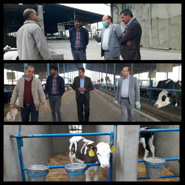 بازدید آموزشی بهره برداران پردیس از از دامداری های پیشرو در تولید دام های دو منظوره