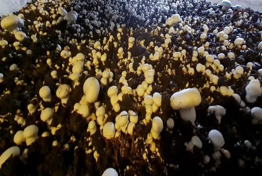 تولید 3 هزار و 500 تن قارچ خوراکی در آذربایجان شرقی 