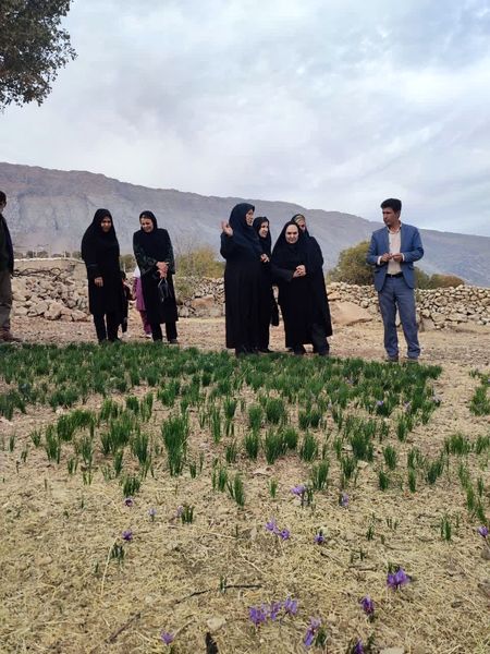 زعفران کم‌آب‌بر؛ میراث ملی ایرانیان در دستان زنان روستایی
