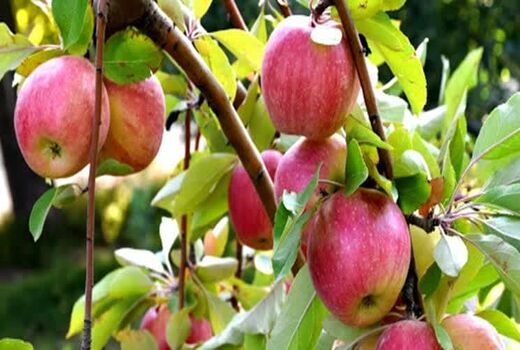 پیش‌بینی برداشت ۴۰ هزار تن سیب تابستانه در آذربایجان غربی