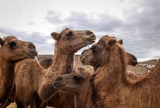 یزد، سومین تولیدکننده گوشت شتر در کشور