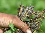 مبارزه بیولوژیک با ملخ با استفاده از ماکیان

