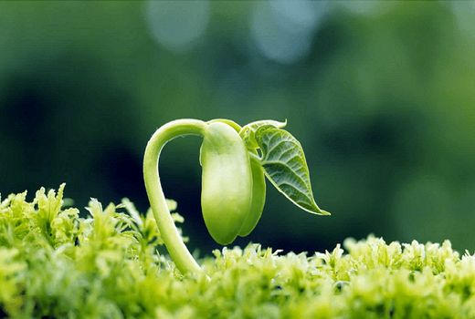 تولید بذر گواهی شده هویج در کشور با حذف ارز ترجیحی