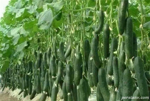 250 واحد گلخانه‌ای در خراسان شمالی فعالیت دارند