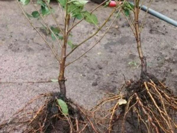 استاندارد نهال‌ها برای هر محصول به‌طور اختصاصی تعیین شده است