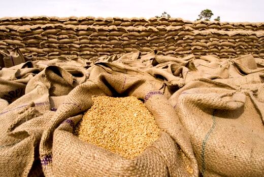  ۷۵۲ هزار تن گندم توسط تشکل‌های تعاون روستایی خریداری شد