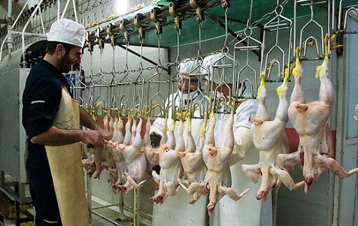 ضرورت تعامل دوسویه روسای ادارات دامپزشکی شهرستان‌ها و مسئولین فنی کشتارگاه های طیور 