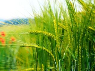 افزایش مشهود در پنجه زنی با مصرف کمتر بذور گندم