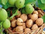 تولید 16 هزار تن گردوی خشک در استان کرمانشاه