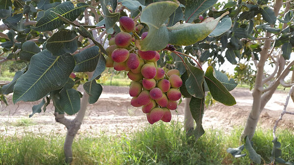 برداشت پسته در سیستان و بلوچستان آغاز شد