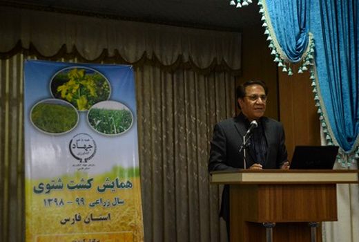 سطح تعهد کاشت کلزا 55 هزار هکتار است