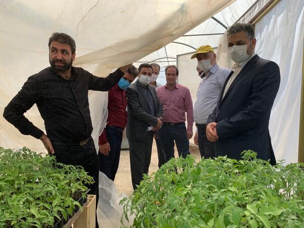 بازدید مشاور وزیر جهاد کشاورزی از مجتمع گلخانه‌ای درجزین