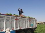 آغاز برداشت هندوانه در شهرستان اندیکا