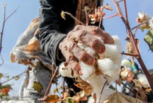  کاشت پنبه در شهرستان ارزوئیه ادامه دارد