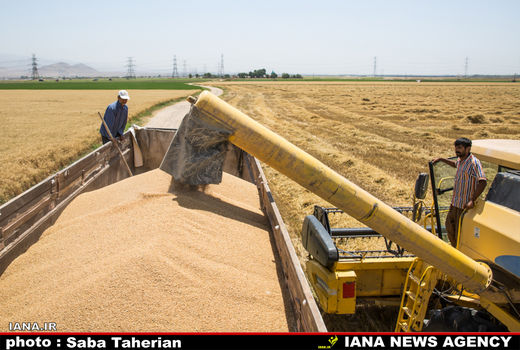 خرید تضمینی 25 هزار تن گندم از کشاورزان گندمکار بهشهری