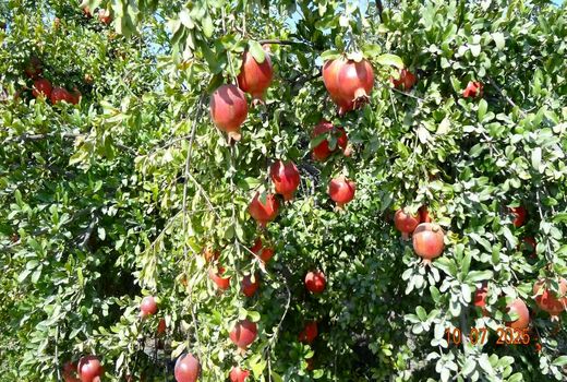 یاقوت سرخ کازرون به بازار آمد