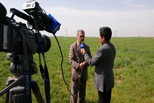 60 هکتار از مزارع کشاورزی شهرستان آبیک به کشت زیره سبز دیم اختصاص دارد 