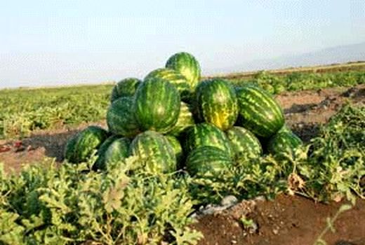 کاشت هندوانه در شهرستان ارزوئیه 