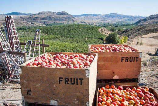صادرات و سیاست­‌گذاری­‌ها خودکفایی آورد
