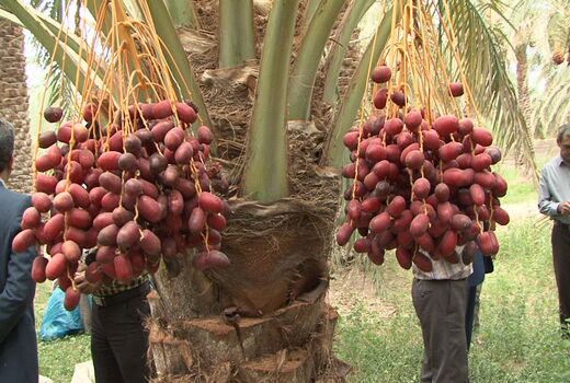 تولید بیش از 1800 تن خرما از نخلستانهای شهرستان ارزوئیه