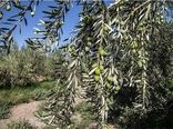 آغاز اصلاح باغ‌های سنتی زیتون در گیلان