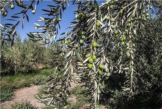 آغاز اصلاح باغ‌های سنتی زیتون در گیلان