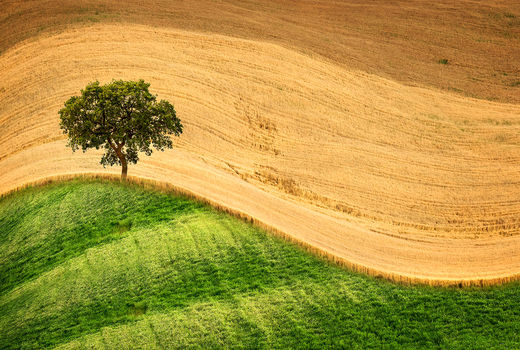 سطح زیر کشت کاهش یافت؛ تولید افزایش 