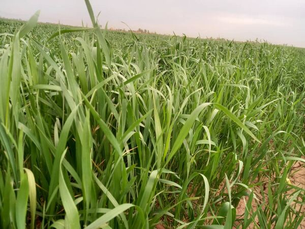 اجرای طرح تکمیل سامانه جامع پایش عوامل خسارتزای قرنطینه داخلی اراضی کشاورزی  در شهرستان البرز