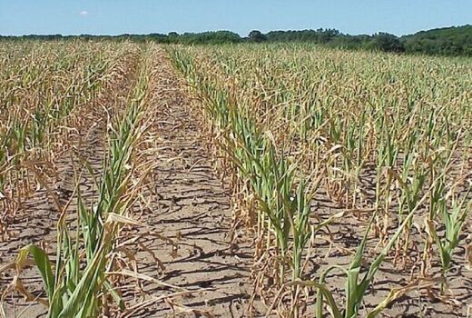 عدم تخصیص بودجه برای سرمازدگی سال گذشته