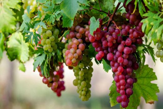 برداشت ۲۷۳ هزار تن انگور از تاکستان‌های آذربایجان‌شرقی