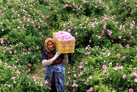 برداشت گل محمدی در شهرستان رابر 