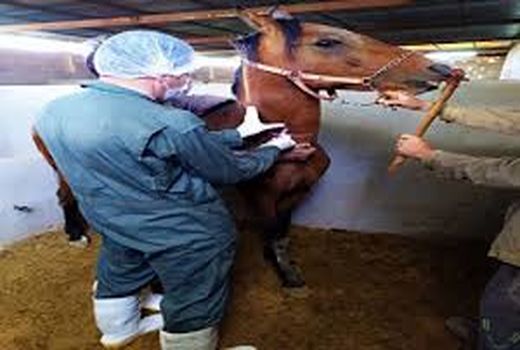 پایش و خونگیری  از 50 راس اسب علیه بیماری مشمشه در شهرستان شهربابک