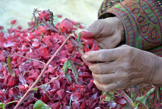 تولید چای ترش برای اولین بار در مرودشت