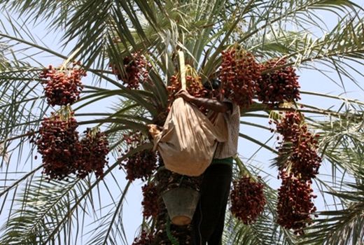 کاهش جمعیت آفت زنجره خرما در سال آینده در گرو مبارزه با نسل دوم این آفت تا نیمه مهرماه است