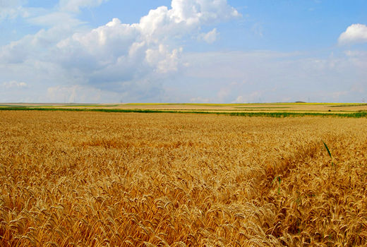 پایداری تولید در گرو کشاورزی قراردادی است 