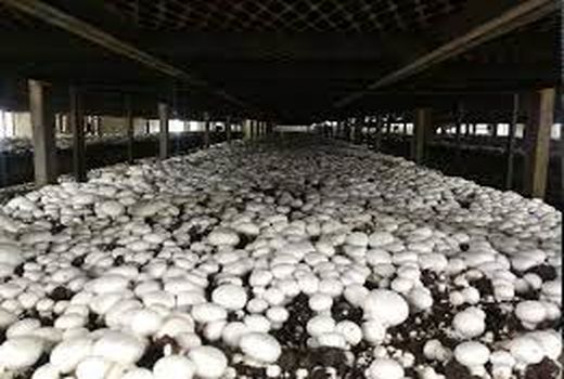 توانمند سازی و افزایش مهارت کشاورزان در خرمشهر