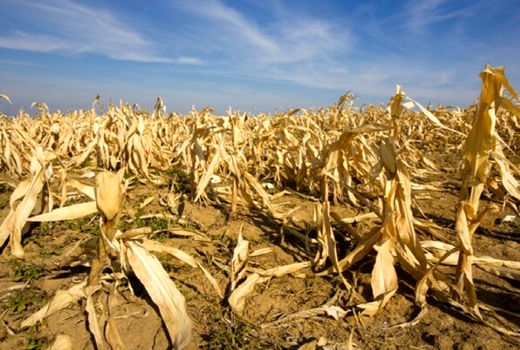 کشاورزی باید خود را با تغییرات اقلیمی وفق دهد