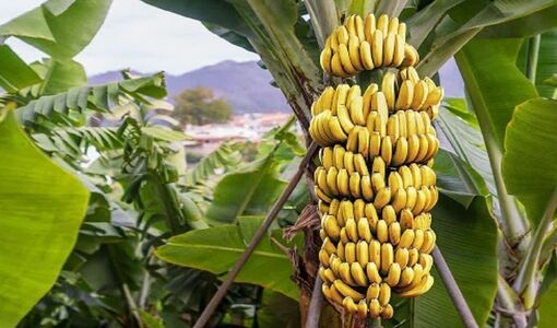 کاهش منابع آب زیرزمینی زنگ خطر برای باغات گرمسیری